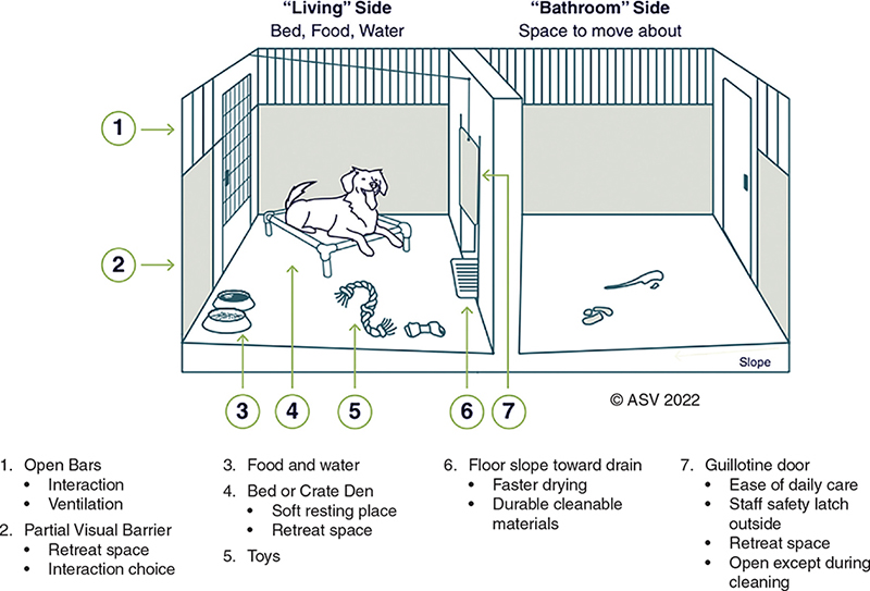 A double-sided enclosure with a dog resting on an elevated bed with food, water, and toys on one side of the enclosure. The front of the enclosure includes open bars for interaction and ventilation, and a partial visual barrier for retreat space and interaction choice. This living side is separated from the bathroom side by an open guillotine door. The guillotine door allows for ease of daily care, has a staff safety latch outside, and remains open except during cleaning. The floors of the enclosure are made of durable cleanable materials and sloped towards a drain for faster drying.